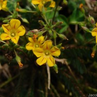 Biophytum reinwardtii (Zucc.) Klotzsch